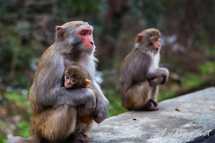 独家记忆的爱.一生难忘的张家界.凤凰5天-E旅