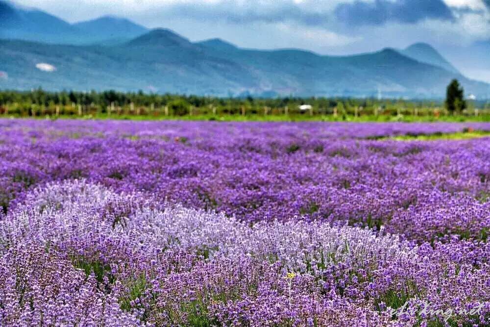 不用去普罗旺斯,丽江七彩花海熏衣草花园已怒