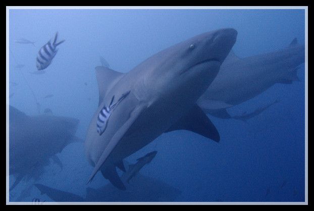 鲨鱼潜-牛鲨