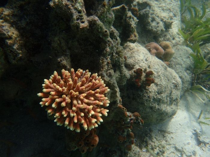21 coco coral.jpg